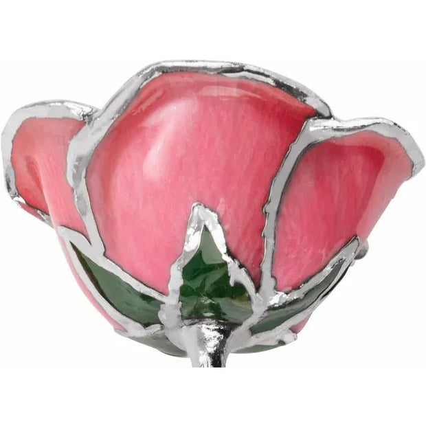 Lacquered Pink Rose with Platinum Trim - Robson's Jewelers