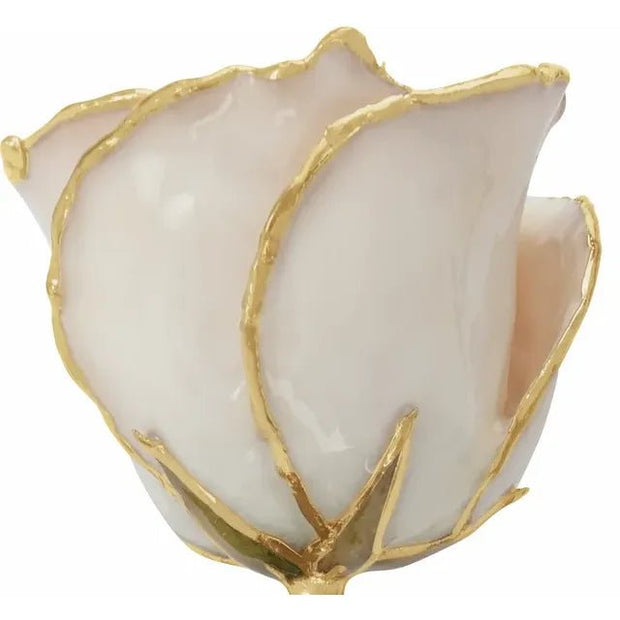 Lacquered White Rose with Gold Trim - Robson's Jewelers