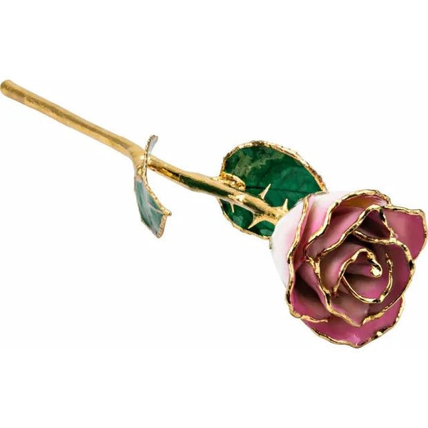 Lacquered Cream Pink Rose with Gold Trim - Robson's Jewelers