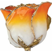 Lacquered Cream Orange Rose with Gold Trim - Robson's Jewelers