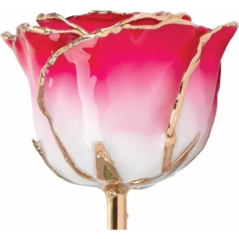 Lacquered Cream Red Rose with Gold Trim - Robson's Jewelers